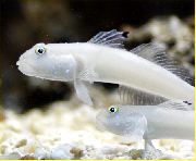 baltas Žuvis Miegamoji Mėlynas Taškas Grundalas (Sixspot Grundalas) (Valenciennea sexguttata) nuotrauka