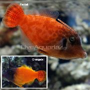 红  彩色文件鱼 (Pervagor melanocephalus) 照片