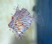 Prata Peixe Tassle File Fish (Chaetodermis pencilligerus) foto