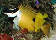 Жовтий Риба Лисиця Чернопятністая (Siganus unimaculatus) фото