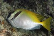 Eterogeneo Pesce Due Coniglio Barrate (Siganus virgatus) foto