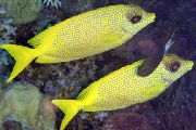 aquarium fish Indonesian coral rabbitfish Siganus tetrazonus yellow
