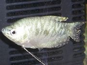 Сріблястий Риба Гурамі Звичайний (Гурамі Плямистий) (Trichogaster trichopterus trichopterus) фото