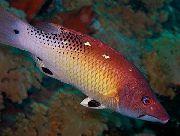 赤 フィッシュ 赤ダイアナ豚の魚 (Bodianus diana) フォト