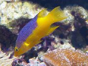 rengârenk Balık Ispanyolca Domuz Balığı (Bodianus rufus) fotoğraf