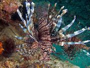 Listrado Peixe Russell's Lion Fish (Pterois russelli) foto