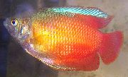 წითელი თევზი ჯუჯა Gourami (Colisa lalia) ფოტო