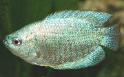 sidabras Žuvis Nykštukė Gourami (Colisa lalia) nuotrauka