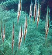 pruhované Ryby Pruhované Shrimpfish (Aeoliscus strigatus) fotografie