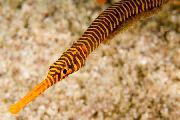 Strisce  Giallo Pesce Ago Multibanded (Molti Fasciato Pesce Ago) (Doryrhamphus pessuliferus) foto