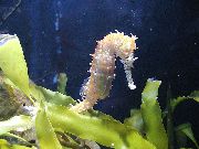 aquarium fish Sea pony Hippocampus fuscus brown