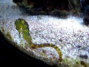 Jaune poisson Tiger Tail Hippocampe (Hippocampus comes) photo