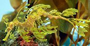 Жълт Риба Листовиден Морски Дракон (Phycodurus eques) снимка