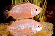Рожевий Риба Гурамі Цілується Рожевий (Helostoma temmincki) фото