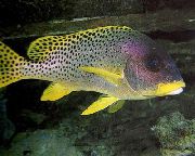 Плямистий Риба Сладкогуб Чернопятністий (Plectorhinchus gaterinus) фото
