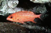aquarium fish Squirrelfish Striped (Squirrelfish Striped) Sargocentron xantherythrum striped