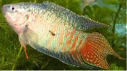 svītrains Zivs Paradīzes Zivis (Macropodus opercularis) foto