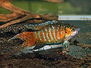 Gestreift  Paradies Fisch (Macropodus opercularis) foto