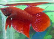 kırmızı  Siyam Mücadele Balık (Betta splendens) fotoğraf