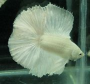 Weiß  Siamesische Kampffische (Betta splendens) foto