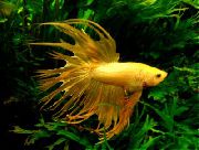Κίτρινος  Ψάρια Μαχητές Του Σιάμ (Betta splendens) φωτογραφία