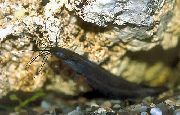 Negru Pește Heteropneustes Fossilis  fotografie