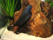 Siyah Hayalet Bıçak Balığı siyah Balık