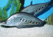 vložki Ribe Klovn Knifefish (Chitala ornata, Notopterus chitala) fotografija
