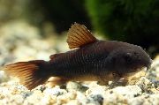 чорны Рыба Коридорас Залацісты (Сомик Залацісты) (Corydoras aeneus) фота