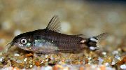 მწვანე თევზი Corydoras Hastatus  ფოტო