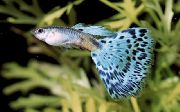 aquarium fish Guppy Poecilia reticulata blue