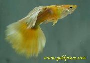 geltonas Žuvis Guppy (Poecilia reticulata) nuotrauka
