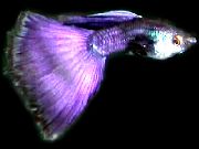 purpurs Zivs Guppy (Poecilia reticulata) foto