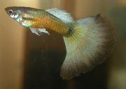 aquarium fish Guppy Poecilia reticulata gold
