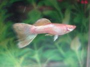 aquarium fish Guppy Poecilia reticulata pink
