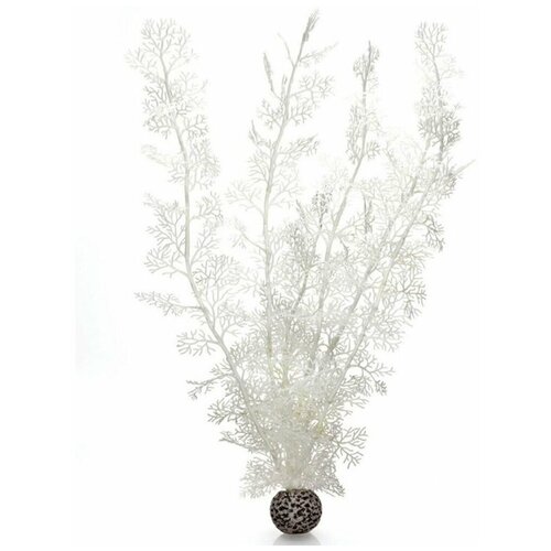    ,  , Sea fan extra large white   -     , -,   
