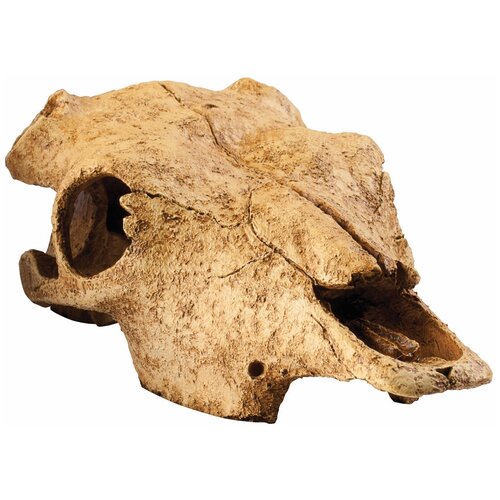     Hagen Exo-Terra Buffalo Skull   -     , -,   