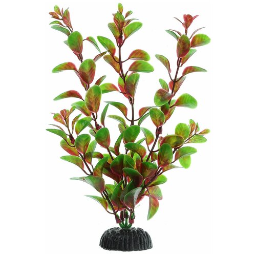      Barbus Plant 012/20  - 20  (1 )