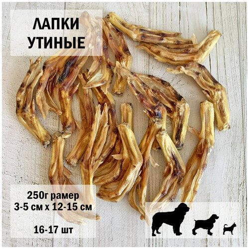    250 Dogs Appetite /    /     /    /       -     , -,   