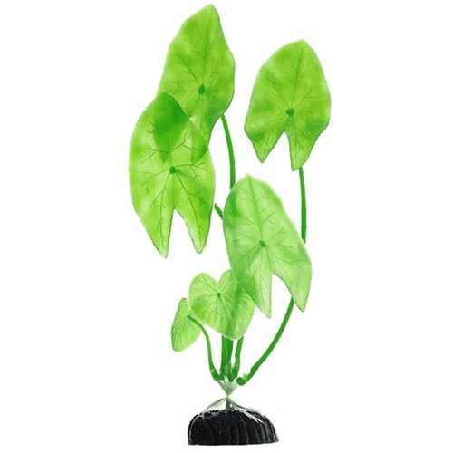      Barbus Plant 003/20  20  (1 )