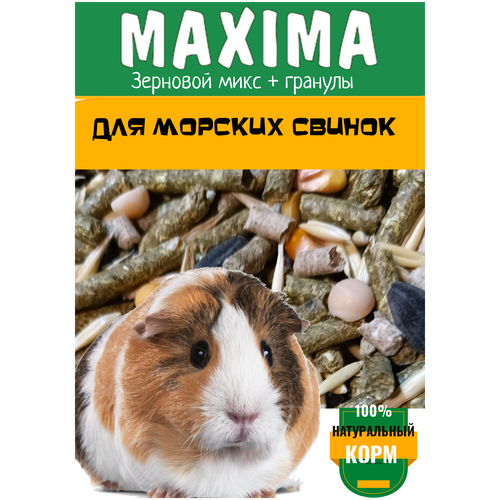      MAXIMA 10    -     , -,   