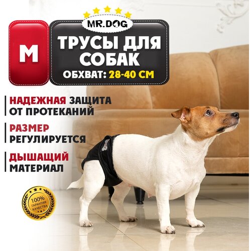      Mr Dog   ,   ,   , M   -     , -,   
