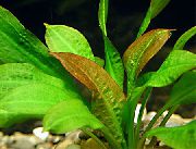 Echinodorus Mucronatum წითელი ქარხანა