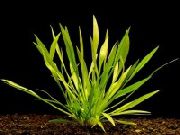 Echinodorus Angustifolius Grün Pflanze