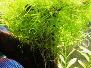 verde  Naiad Subțire (Najas guadelupensis, Najas Flexilis) fotografie