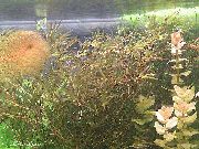 чырванаваты  Наяда Гваделупская (Наяда Мелкозубчатые) (Najas guadelupensis, Najas Flexilis) фота