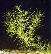 Nitella Flexilis Grün Pflanze