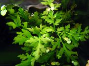 水蕨枸骨 绿 卉