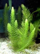 Verde  Hornwort (Ceratophyllum demersum) foto