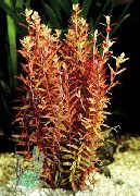 κόκκινος  Rotala Indica (Rotala rotundifolia) φωτογραφία